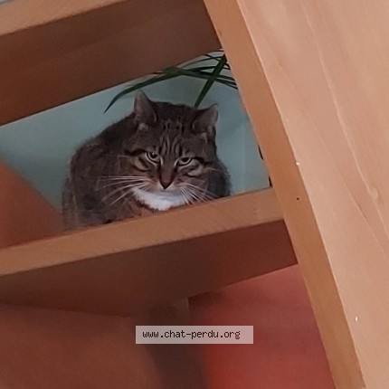Photo 1/1 Chat retrouvé Perdu à Tubize