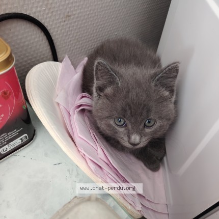 Photo 1/1 gribouille Chat perdu à Neuville Aux Bois