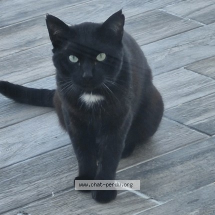 Photo 1/1 Chat trouvé Trouvé à St Martin La Pallu