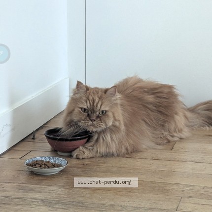 Photo 1/1 Lucien Chat perdu à Paris