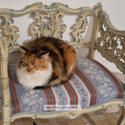 Photo 1/2 ROZA Chat perdu à Mareuil Sur Lay Dissais