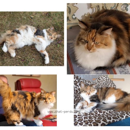 Photo 2/2 ROZA Chat perdu à Mareuil Sur Lay Dissais