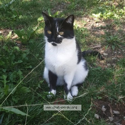Photo 1/1 Choupette Chat perdu à Saint Genest Lerpt