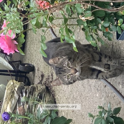 Photo 1/1 Chat trouvé Trouvé à Montigny Les Cormeilles
