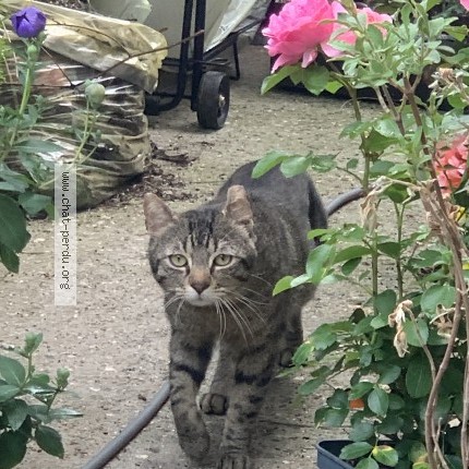 Photo 1/1 Chat trouvé Trouvé à Montigny Les Cormeilles