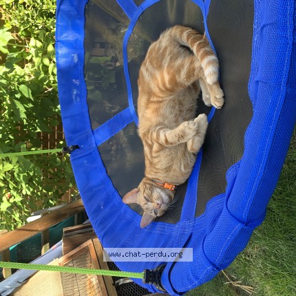 Photo 1/1 Gribouille Chat perdu à Somme Suippes