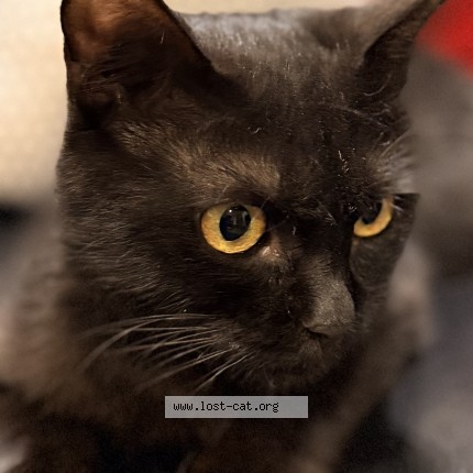 Photo de chat trouvé à Lahore