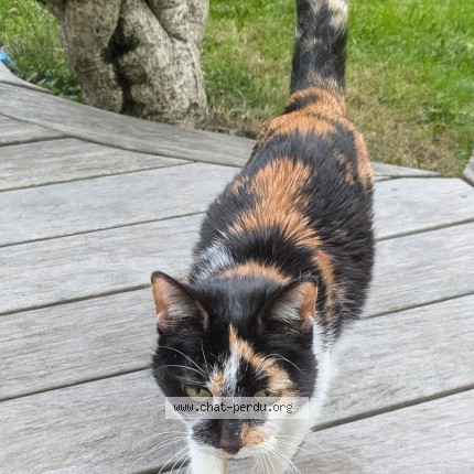 Photo 1/1 Chat trouvé Trouvé à Angers