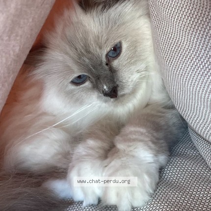 Photo de chat perdu à Beaucaire