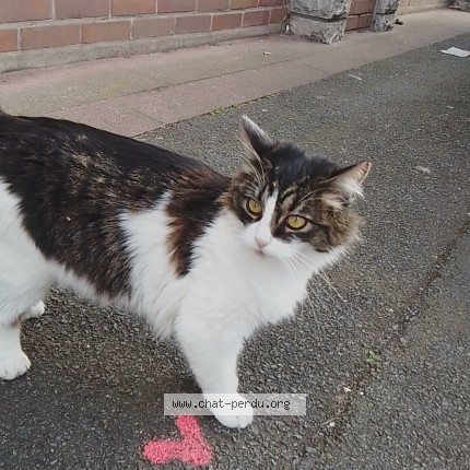 Photo 1/1 Chat trouvé Trouvé à Saint Andre Lez Lille