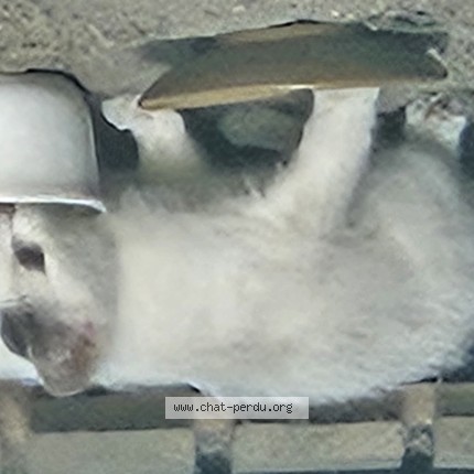 Photo 1/1 Chat trouvé Trouvé à Vendome