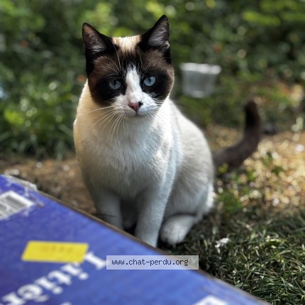 Photo 1/1 Blue Chat perdu à Toulouse