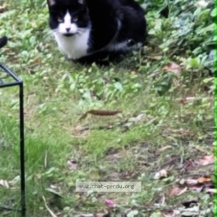Photo 1/1 Chat trouvé Trouvé à Soisy Sous Montmorency