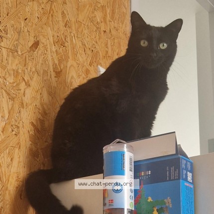Photo de chat perdu à Coueron
