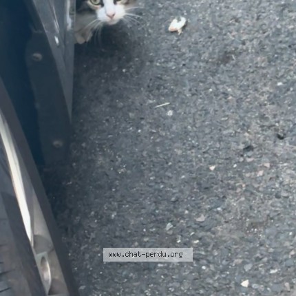 Photo de chat trouvé à Saint Etienne