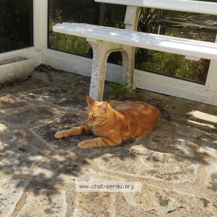 Photo 1/5 Chat trouvé Trouvé à Baye