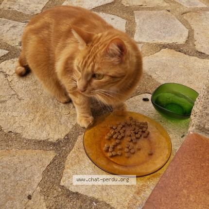 Photo 4/5 Chat trouvé Trouvé à Baye
