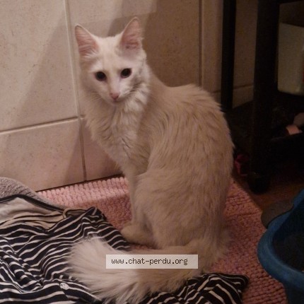 Photo 1/1 Chat trouvé Trouvé à Toulouse