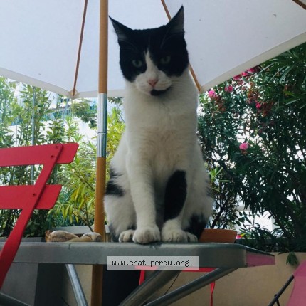Photo 1/1 chima Chat perdu à Marseille