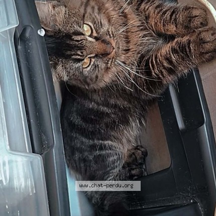 Photo 1/1 Chat retrouvé Perdu à Andenne Seilles