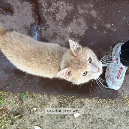 Photo 1/1 Chat trouvé Trouvé à St Maur Des Fosses