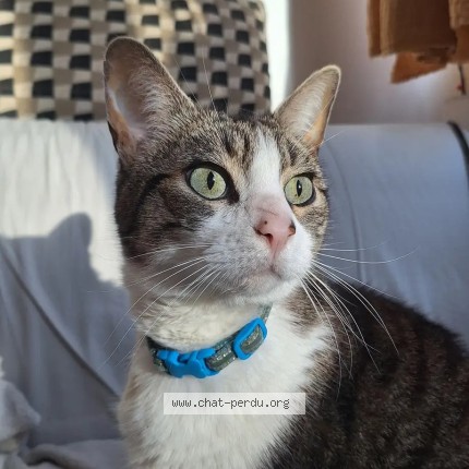 Photo de chat perdu à Paris