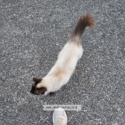 Photo 1/1 Chat trouvé Trouvé à Pessac