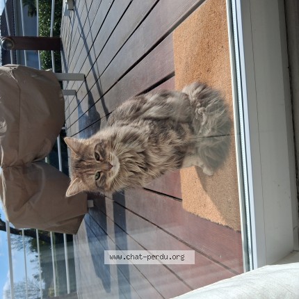 Photo 1/1 Chat trouvé Trouvé à Grezieu La Varenne