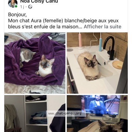 Photo 2/3 aura Chat perdu à Freville