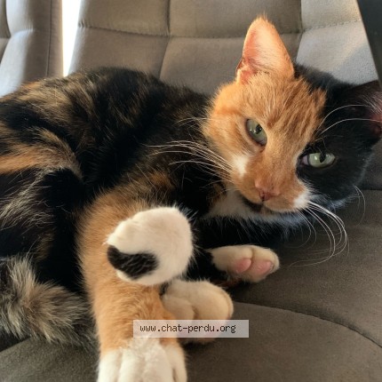 Photo de chat perdu à Argentre Du Plessis