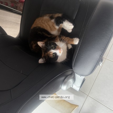 Photo 1/1 princesse Chat perdu à Villeneuve D Ascq