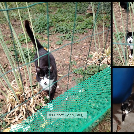 Photo 1/1 Chat trouvé Trouvé à Meunet Sur Vatan