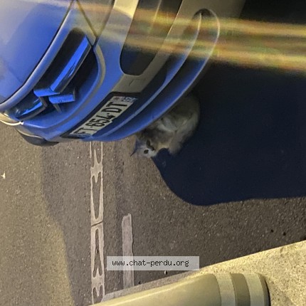 Photo de chat trouvé à Paris