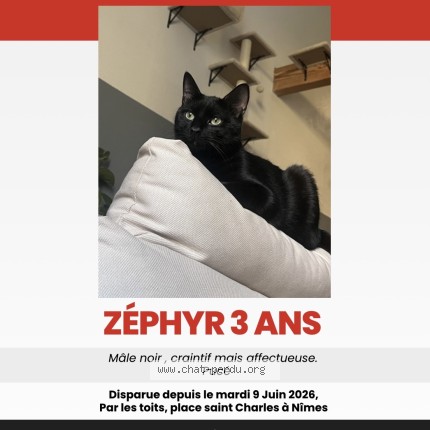 Photo 1/1 zephyr Chat perdu à Nimes