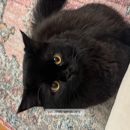 Photo 1/1 Chat retrouvé Perdu à Annecy Le Vieux