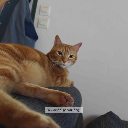 Photo 1/1 Chat retrouvé Perdu à Vierzon