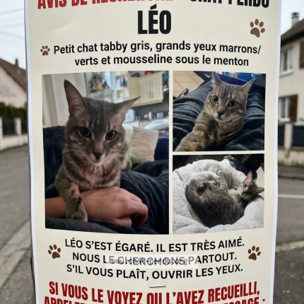 Photo 1/1 Léo Chat perdu à Montlucon