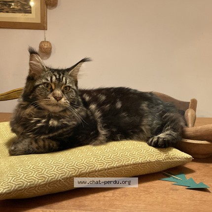 Photo 1/1 Chat retrouvé Perdu à Alfortville