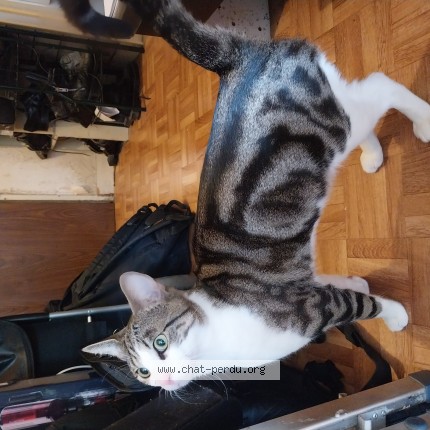 Photo de chat trouvé à Paris