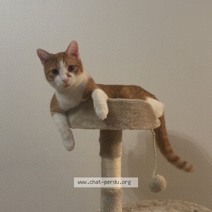 Photo 1/1 Rouxy Chat perdu à Pontarlier