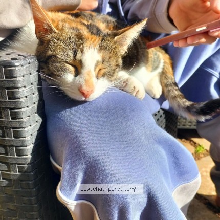 Photo de chat perdu à Lezay