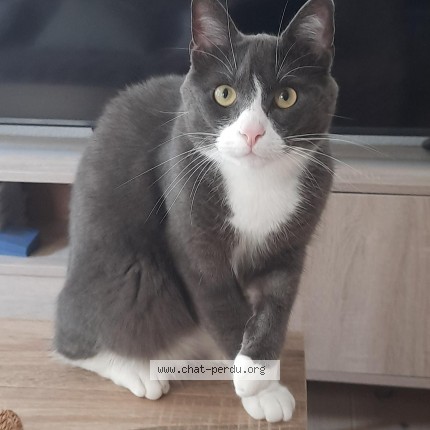Photo 1/3 Minirou Chat perdu à Bordeaux