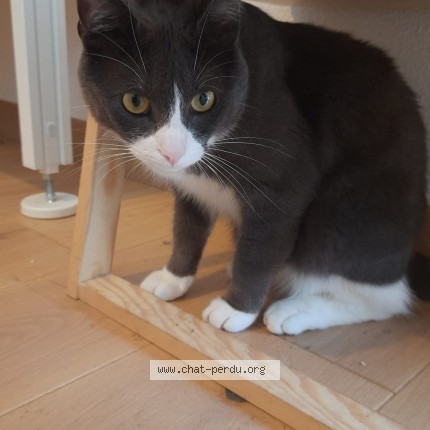 Photo 3/3 Minirou Chat perdu à Bordeaux