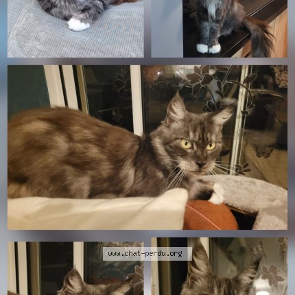 Photo 1/1 Ryska Chat perdu à Frejus