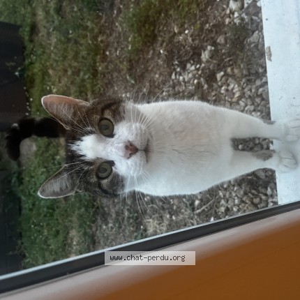 Photo de chat trouvé à Argy