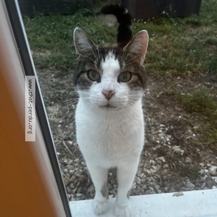 Photo 1/1 Chat trouvé Trouvé à Argy