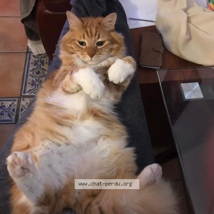Photo 1/1 Pantoufle Chat perdu à Beaucaire