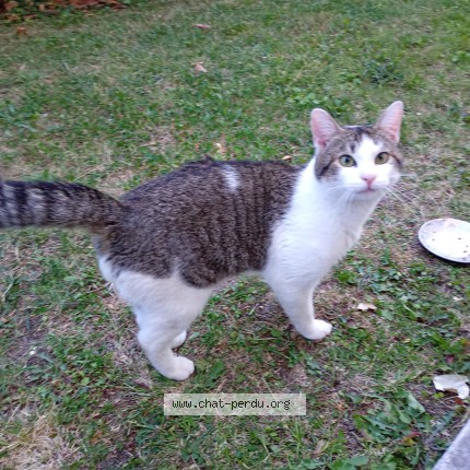 Photo de chat trouvé à Toulouse