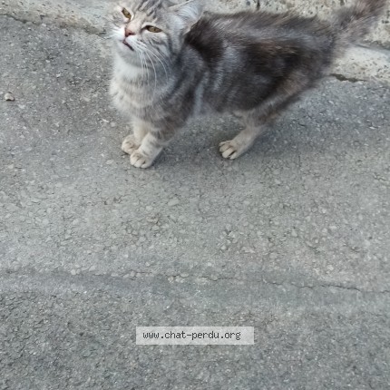 Photo de chat trouvé à Amiens