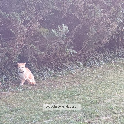 Photo de chat trouvé à Grenoble